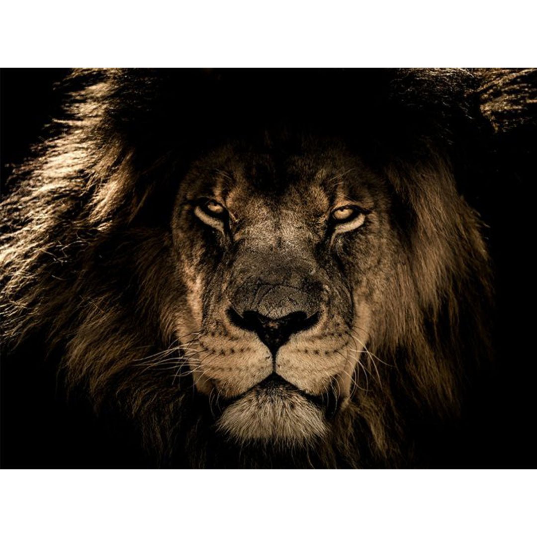 Leeuw portret glasschilderij ontwerp